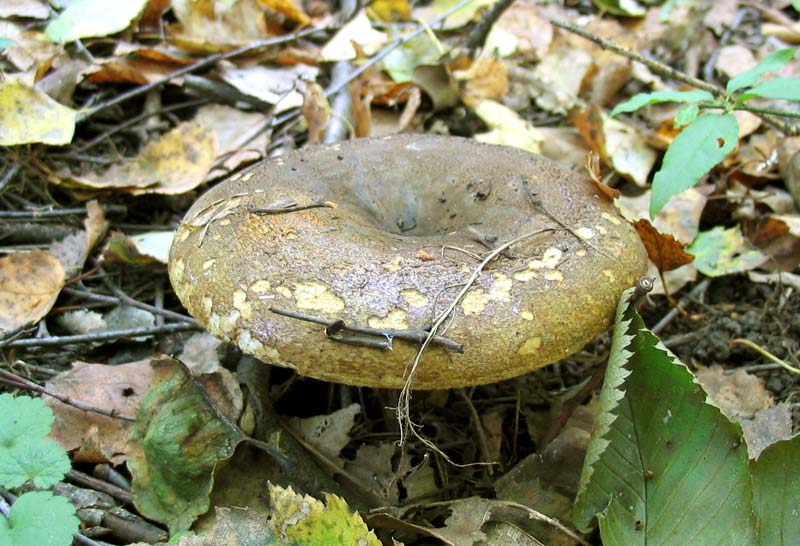 Млечный (род грибов) - Википедия