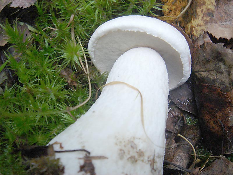 Подберезовик белый (Leccinum percandidum) фото и описание