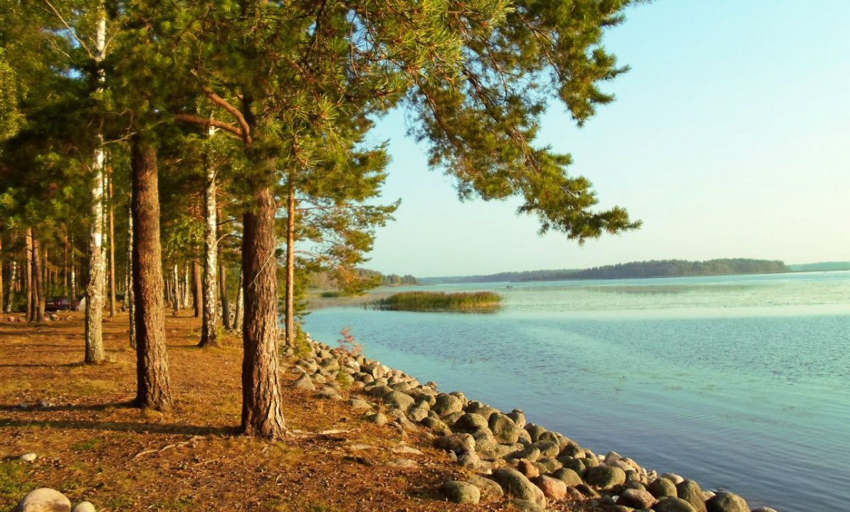 Природа, растения и животные Ленинградской области