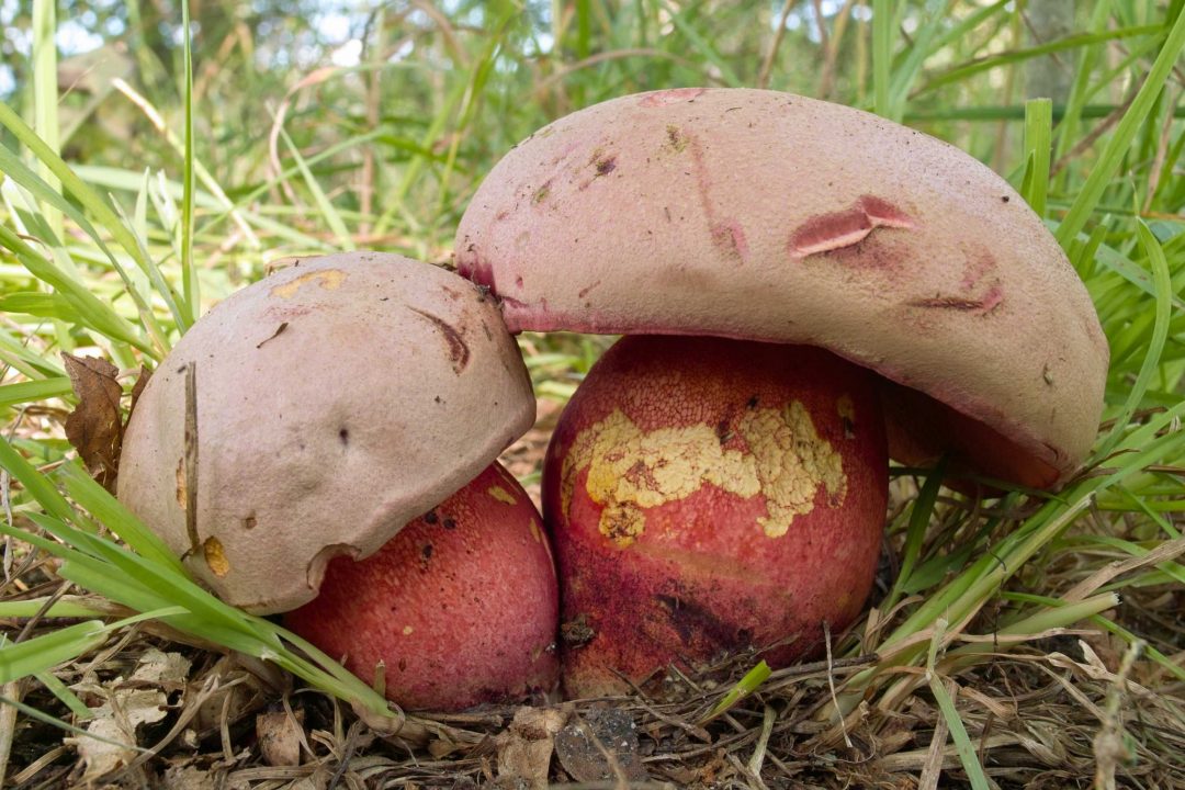 Лжесатанинский ядовитый гриб — описание, отличия, фото