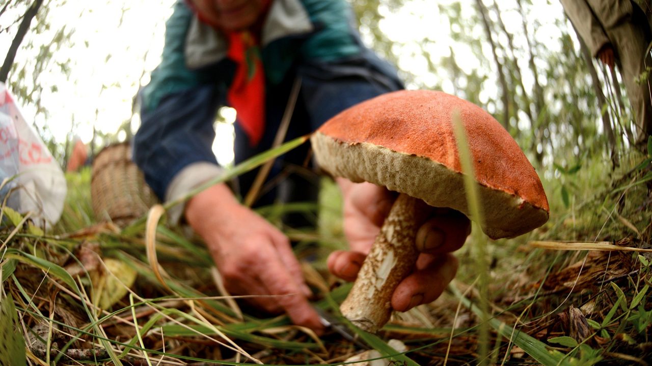 Как собирать грибы в лесу: правила безопасности и как отличить ядовитые грибы