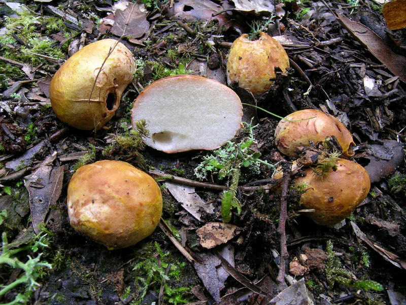 Ризопогон обыкновенный (Rhizopogon vulgaris) фото и описание