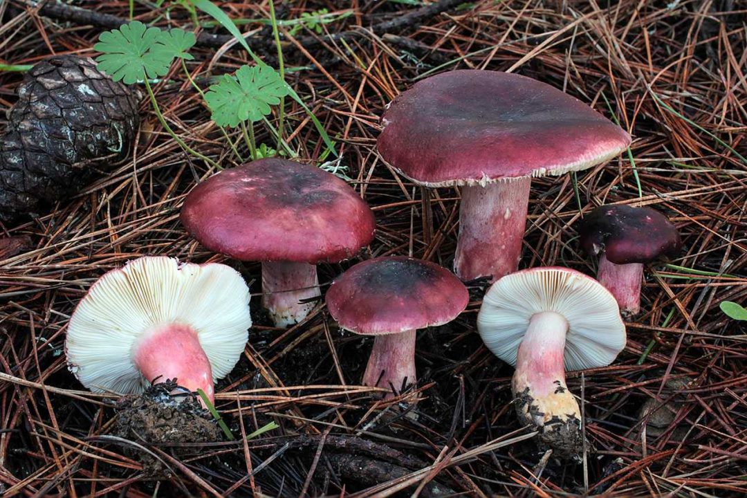 Сыроежка келе - описание, где растет, похожие виды, фото в лесу