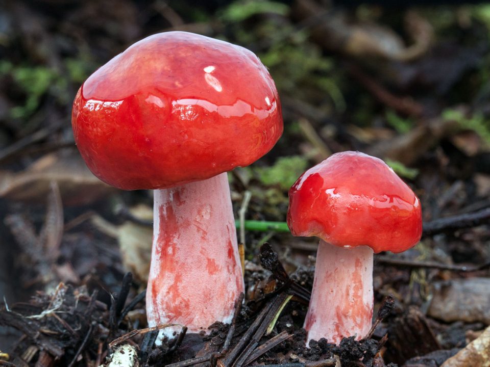 Как выглядит гриб сыроежка? Съедобная сыроежка: фото и виды грибов
