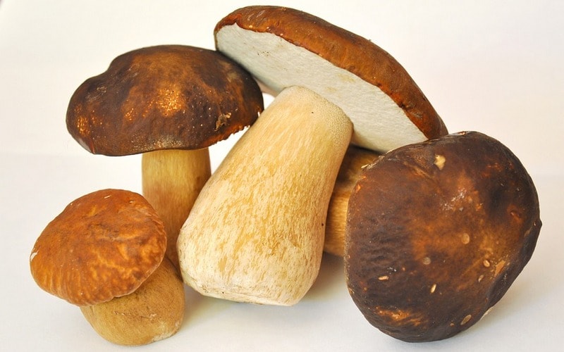Как и сколько варить белые грибы?