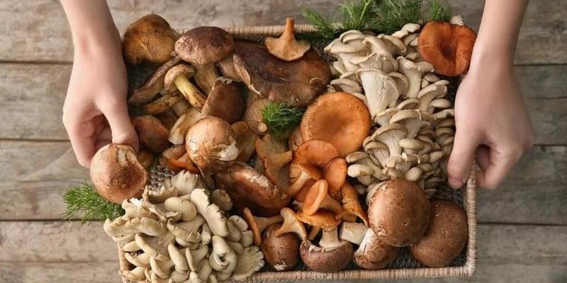 Какие грибы можно есть сырыми — 12 видов грибов и в чем их польза
