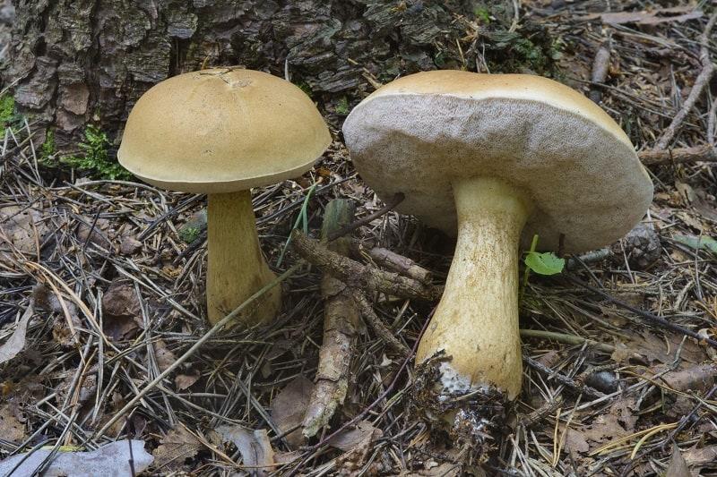 Желчный гриб или ложный белый гриб горький: фото, описание, как сделать и как отличить от двойни