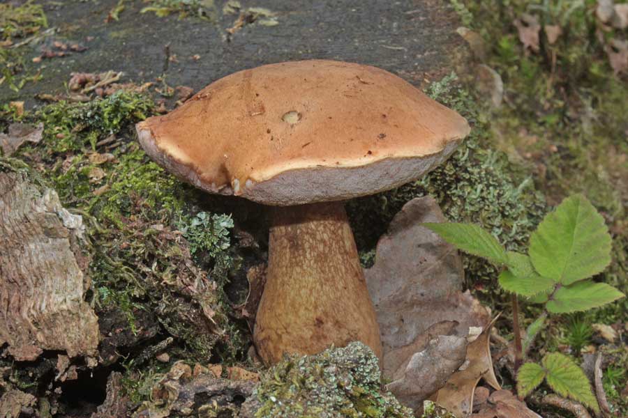 Желчный гриб (Tylopilus Felleus) фото и описание
