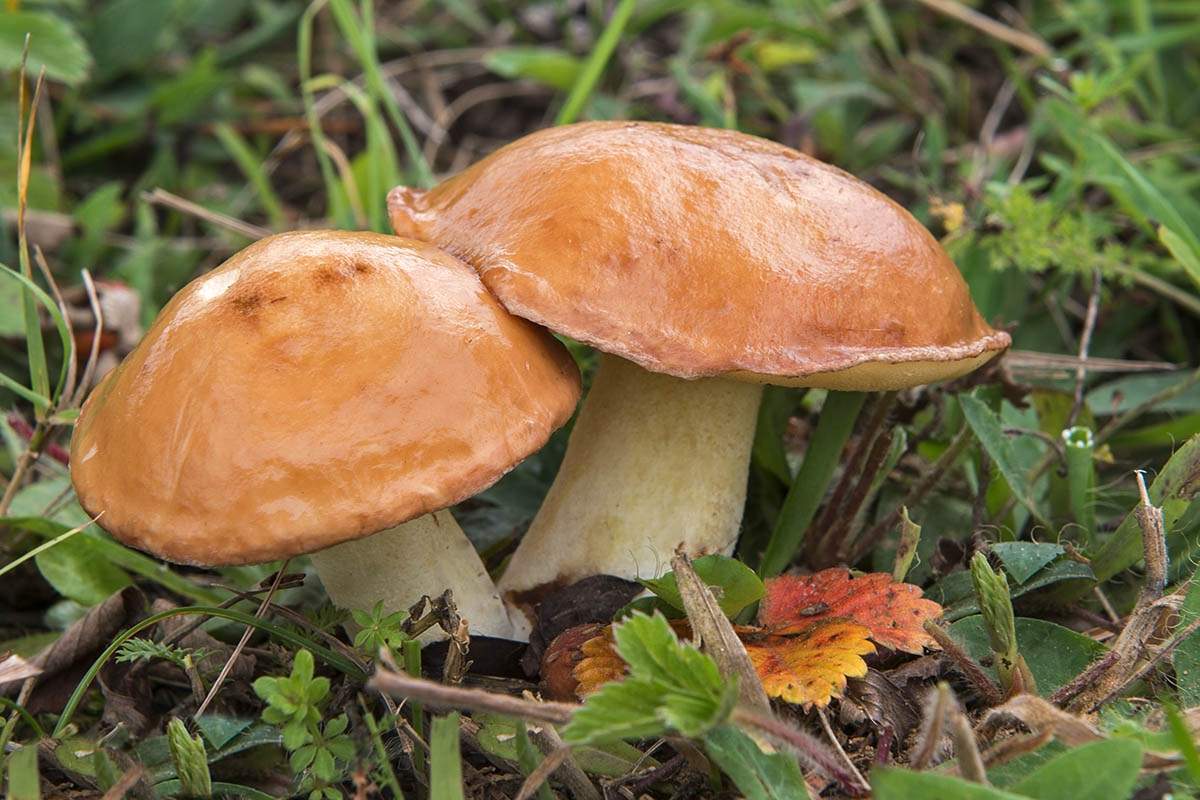 Масляные грибы.