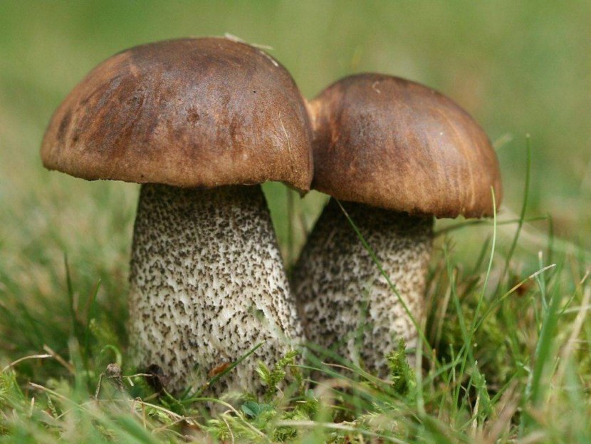 Желчный гриб — 69 фото очень горького несъедобного трубчатого гриба