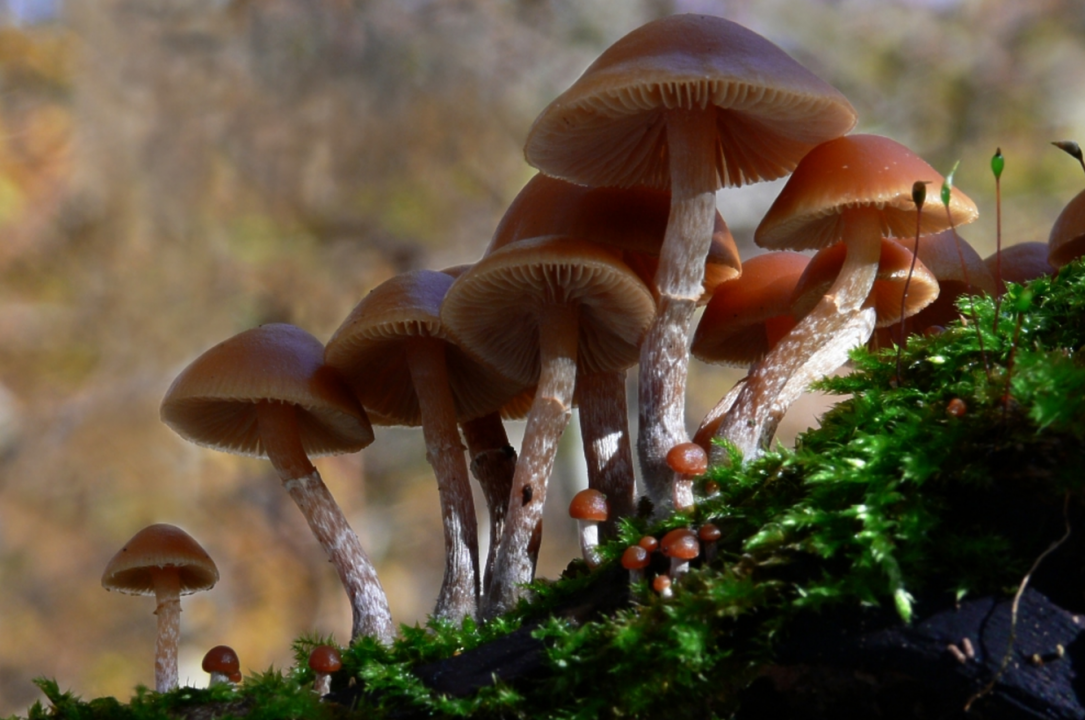 Какие грибы растут на деревьях: названия и фото