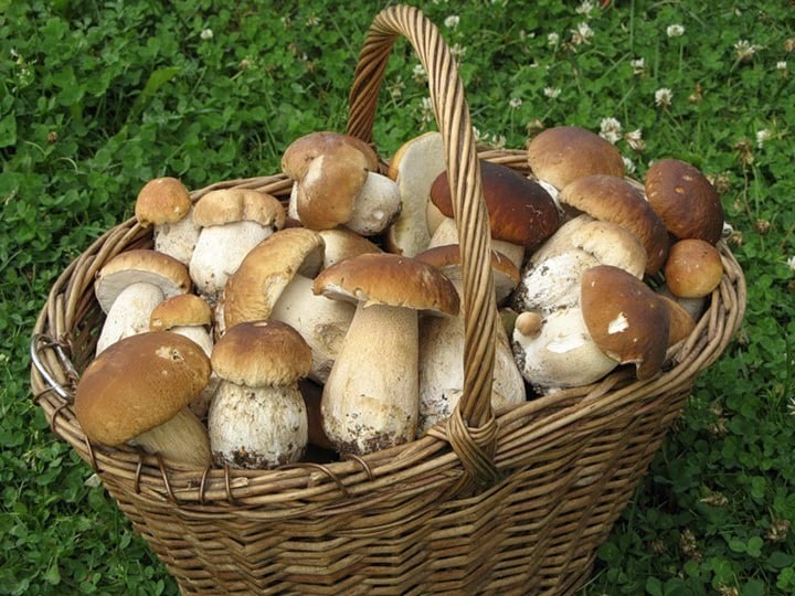 Белые грибы в Подмосковье летом 2019: где собирать, как отличить от ядовитых грибов