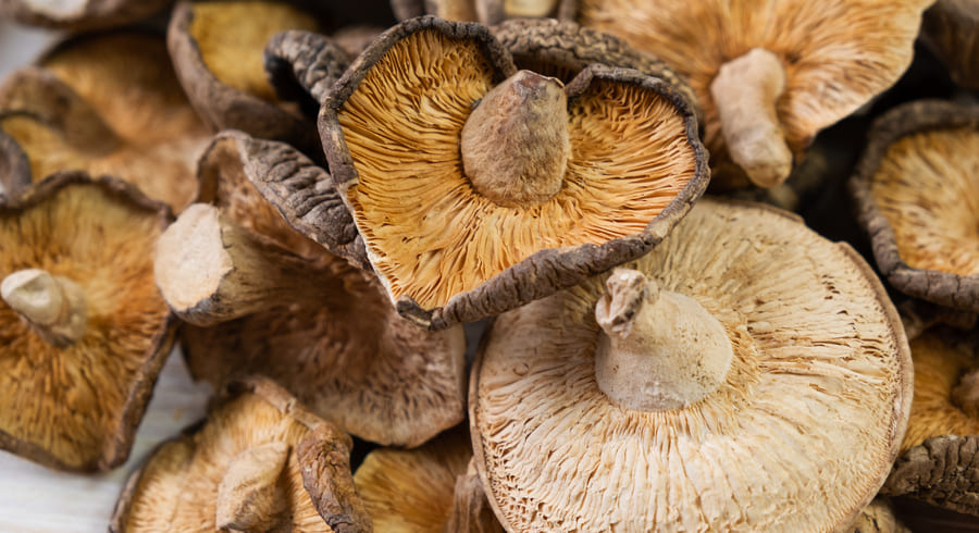 Сушеные грибы: польза и вред - Dietology.pro