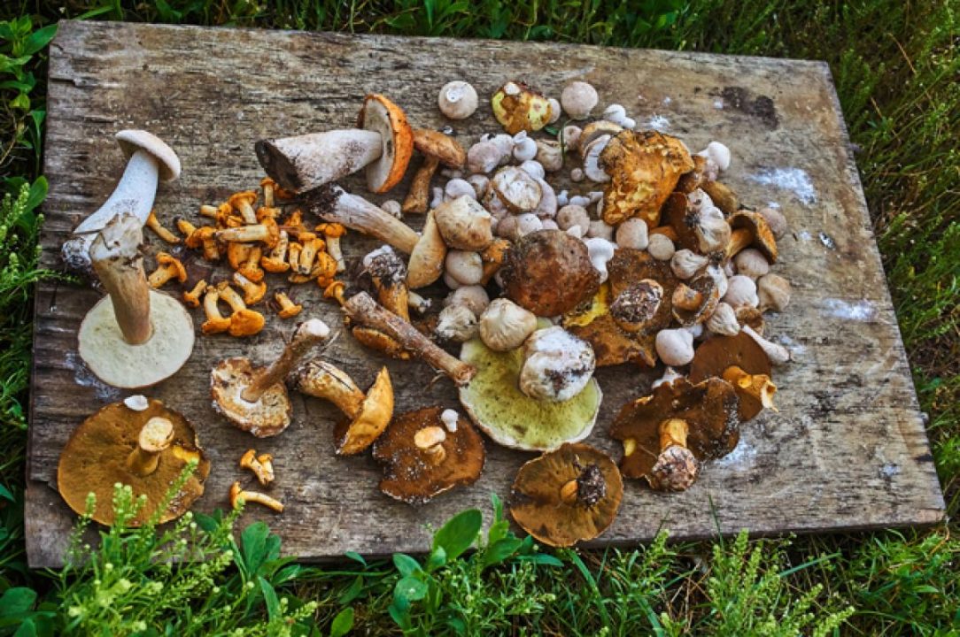 Пошли по грибы. Как правильно собирать, готовить, хранить | Продукты и напитки | Кухня | Аргументы и факты