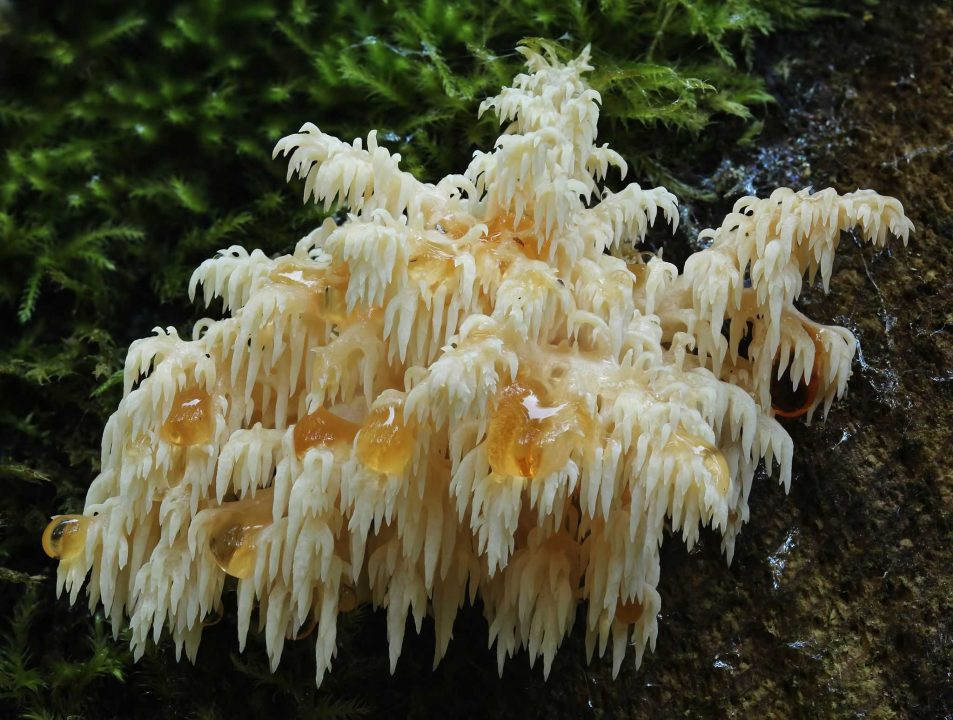 Ежевика альпийская — описание гриба, где растет, похожие виды, фото