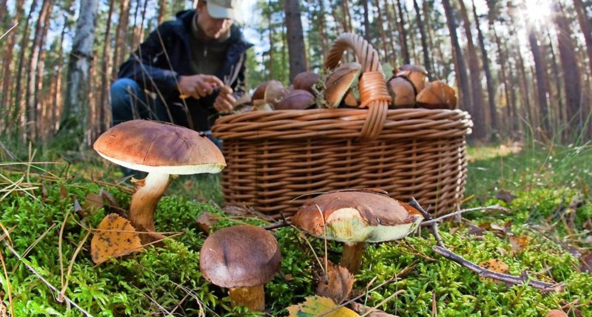Тихая охота: как собрать грибы и отделить съедобные? - mport.ua