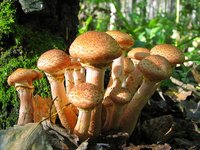 Самые эффективные способы хранения разных видов грибов в домашних условиях