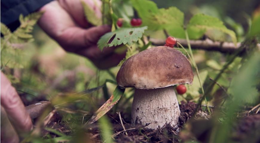 Сбор грибов 2022, срез или скручивание, местонахождение грибов и другие микологические советы - читайте на Gastronom.ru