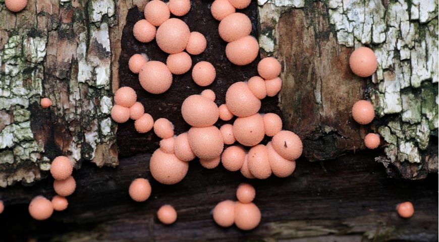 Ликогала древесинная (Lycogala epidendrum) или гриб Волчье молоко: фото, описание, размножение и роль гриба в лечении человека