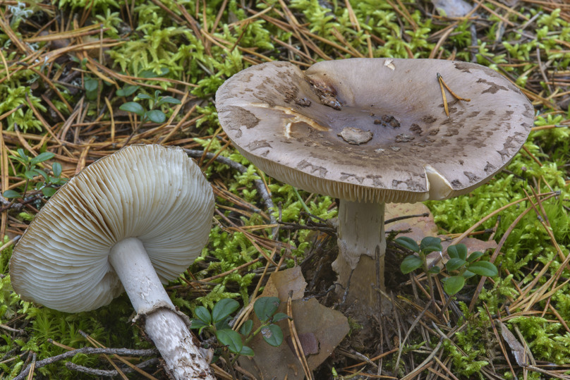 Где в Хабаровске собирают грибы