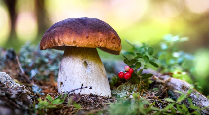 Похоже, все эти годы мы неправильно готовили грибы. А как надо? — читайте на Gastronom.ru