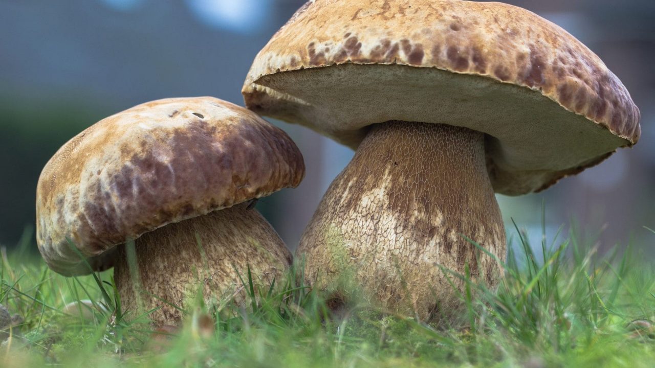 Самые съедобные грибы - список, названия, описание, фото и видео -