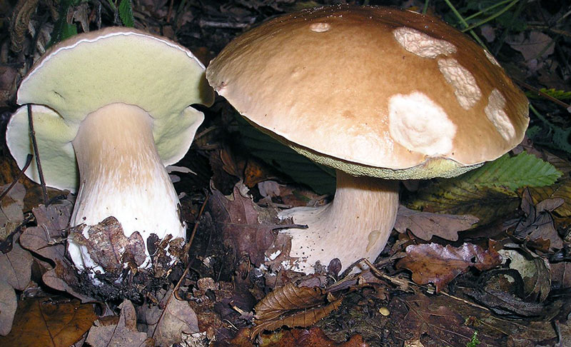 Белый гриб в Ленинградской области