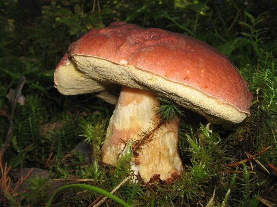 Какие бывают виды и сорта белых грибов: фото и описание грибов
