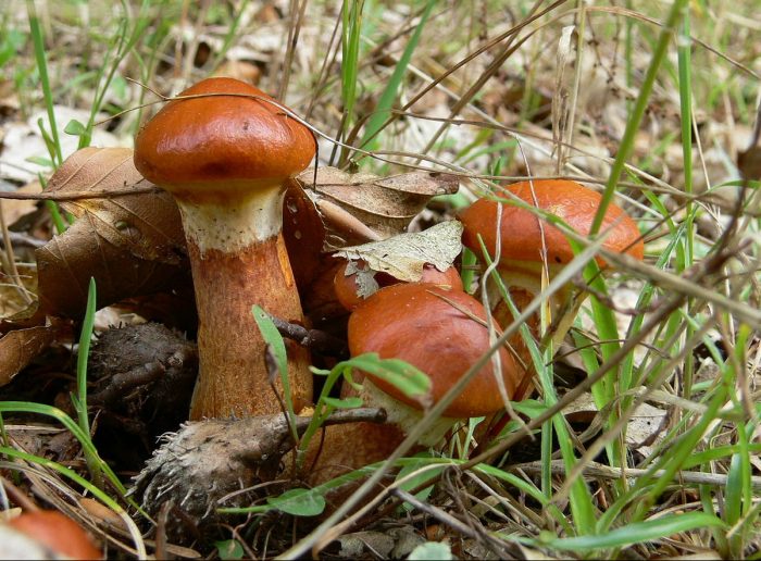 Где есть грибы в Казани