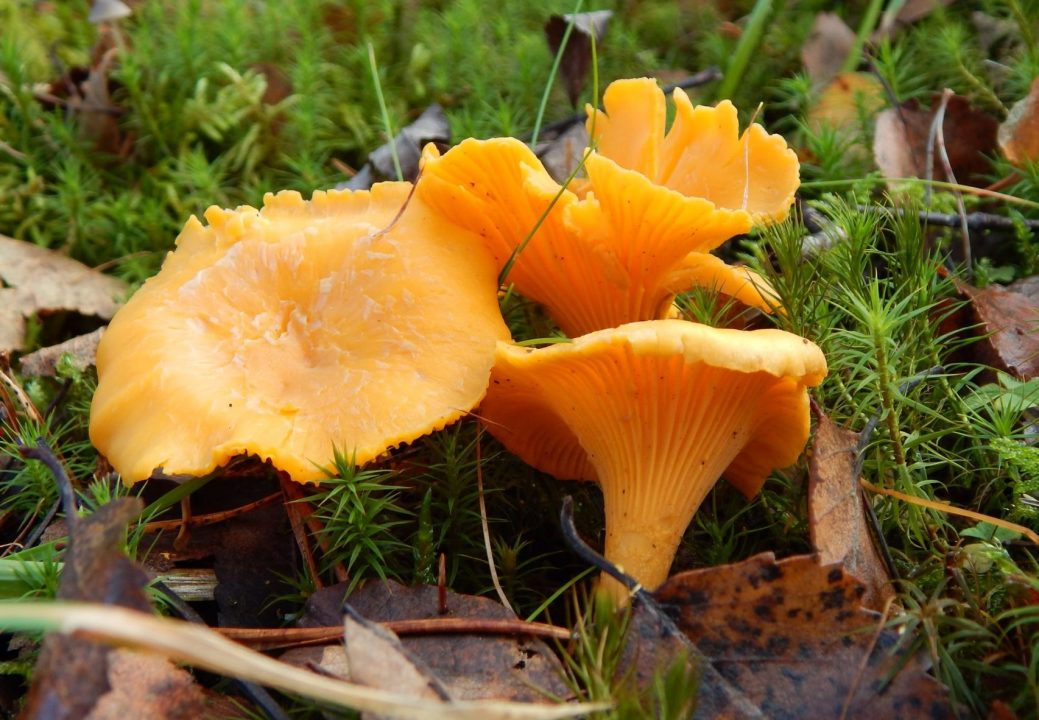 ТОП-12 съедобных грибов Беларуси