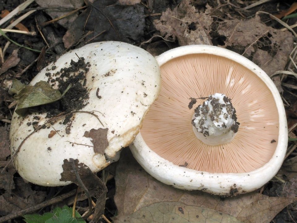 ТОП-12 съедобных грибов Беларуси