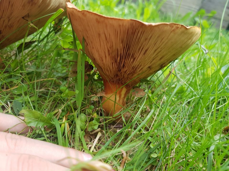 Самые ядовитые грибы в Беларуси