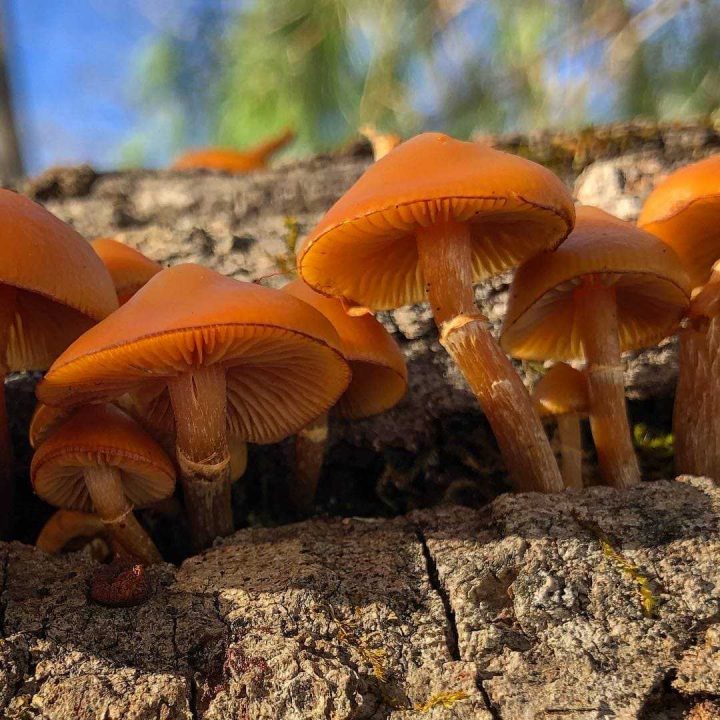 Самые ядовитые грибы в Беларуси