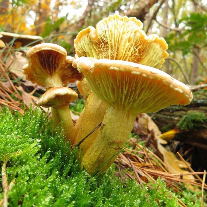 Какие грибы растут осенью