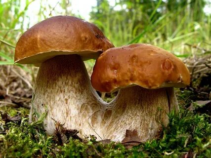 Какие грибы собирают в июле