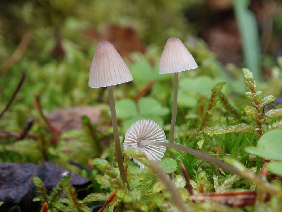Краснокнижные грибы