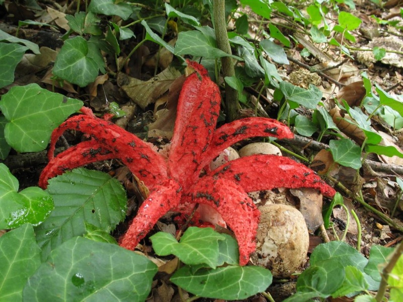 Краснокнижные грибы