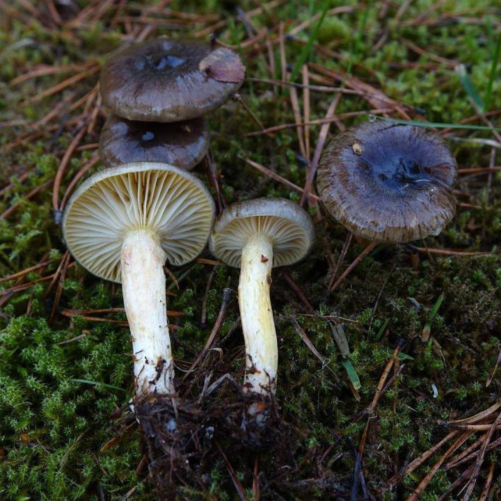 За грибами в зимний лес
