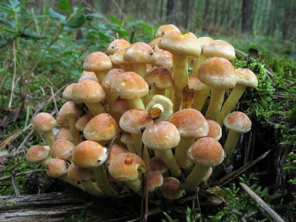 За грибами в зимний лес