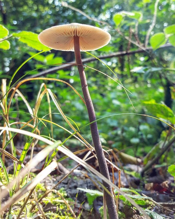Первые весенние грибы