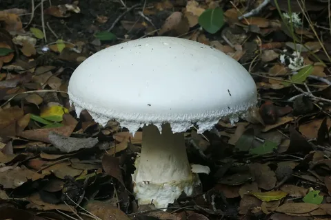 Первые весенние грибы