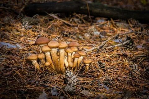 Какие грибы собирают в ноябре в лесу