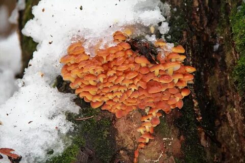 Какие грибы собирают в ноябре в лесу