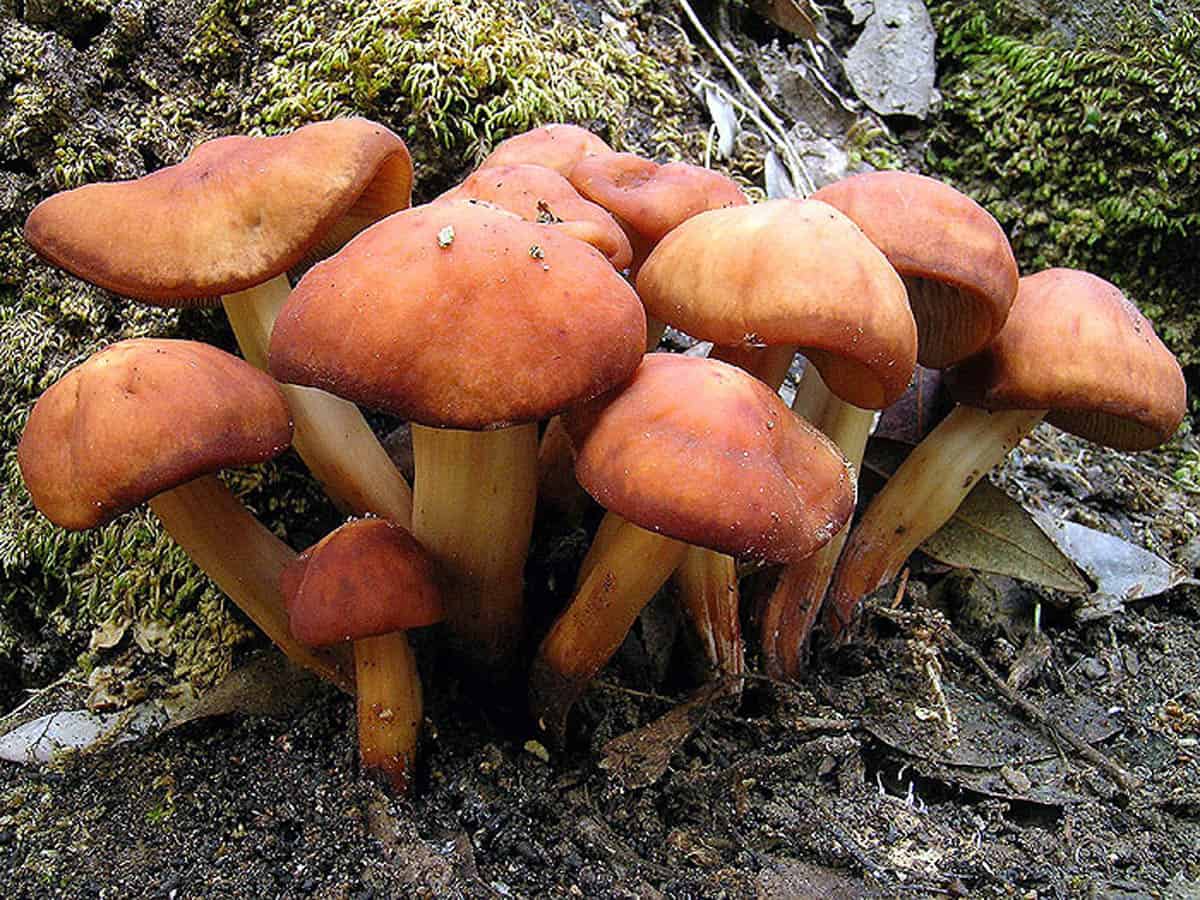 Какие грибы растут в октябре