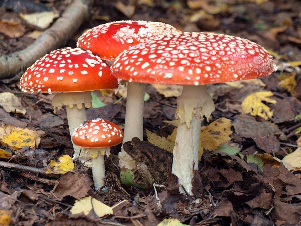 Какие грибы растут в октябре