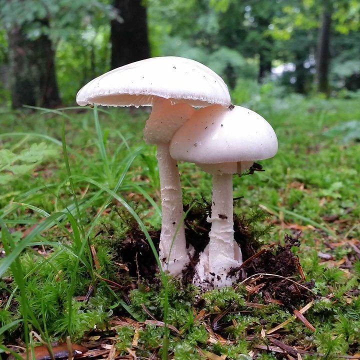 Какие грибы растут в июне