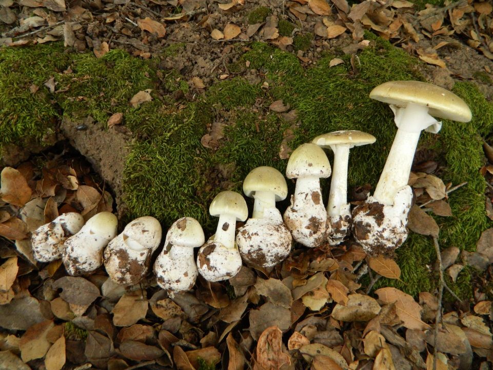 Какие грибы растут в мае
