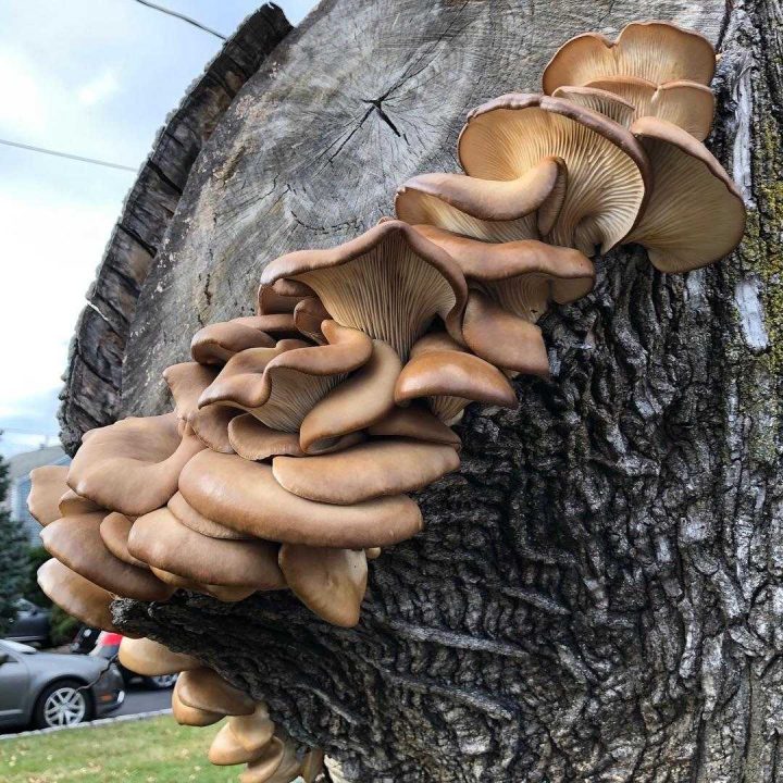 Какие грибы растут в декабре