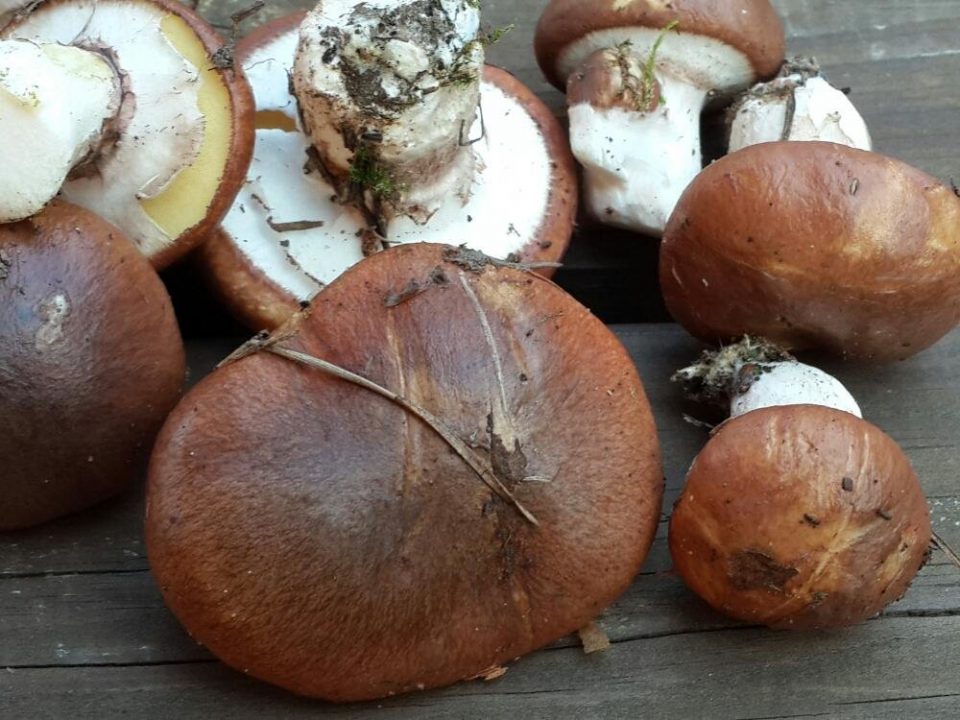 Какие грибы растут в декабре