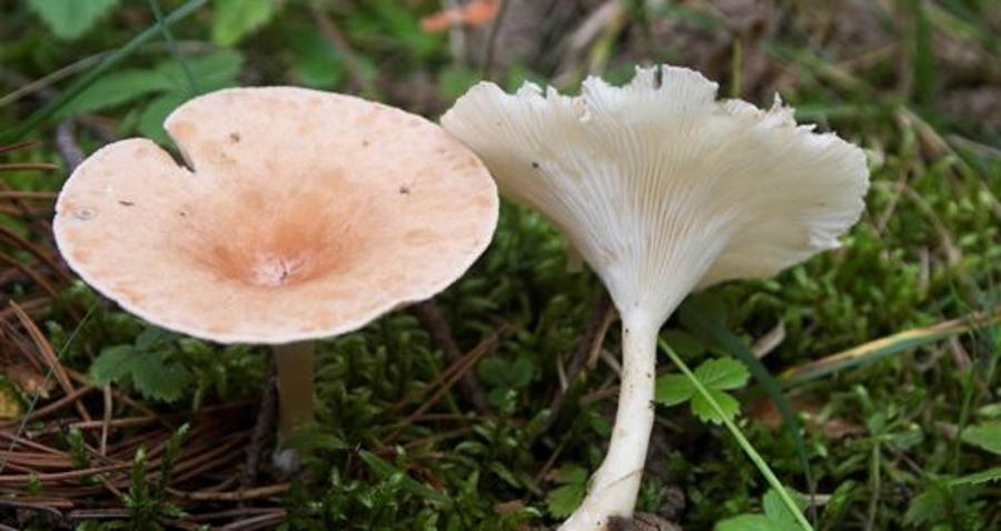 10 грибов на тонкой ножке
